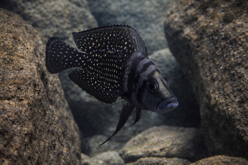 Altolamprologus calvus 'Kitumba'